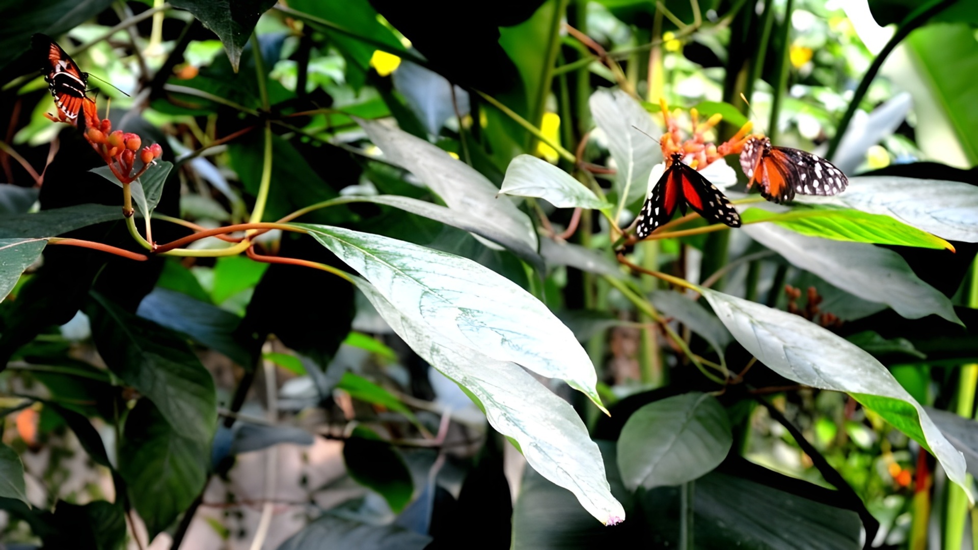 Visites - Jardin Tropical